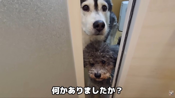 きゅうちゃんもお顔をひょっこり