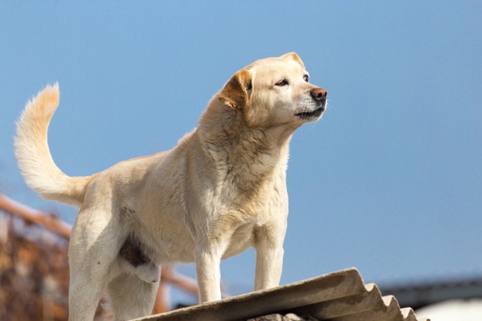 高い場所に立っている犬