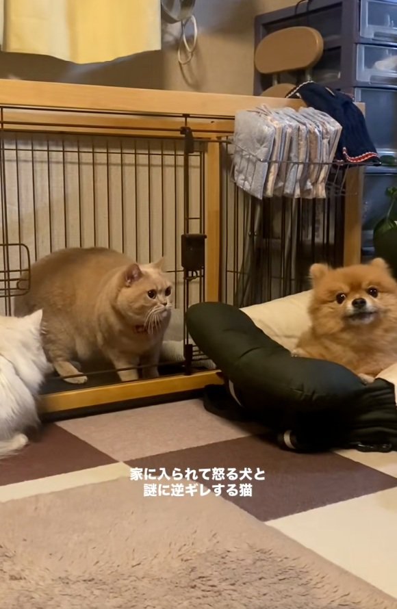 目をそらすわんこ