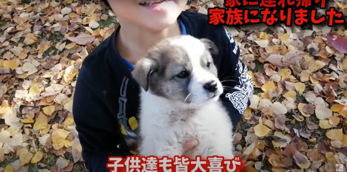 子どもに抱っこされる雑種の子犬