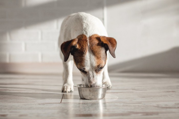 ボウルから食べる犬