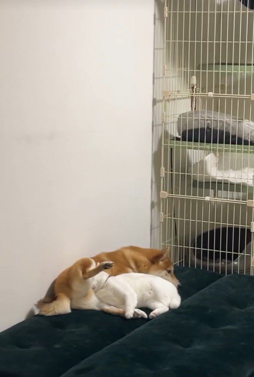 だいふくちゃん&こたろうちゃん