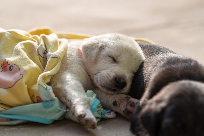 洋服の上で眠る犬