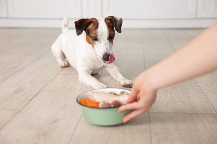 手羽先が入った食器を見つめる犬