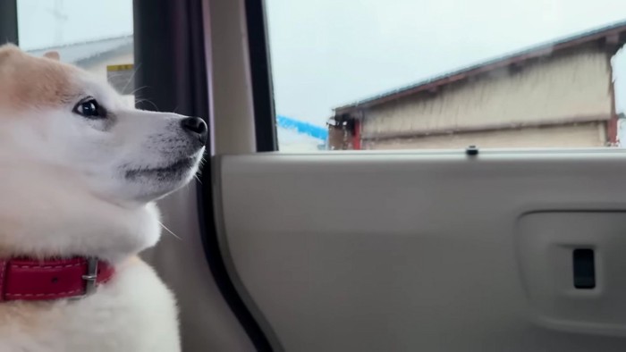 いつものお散歩道へ