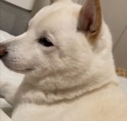 柴犬