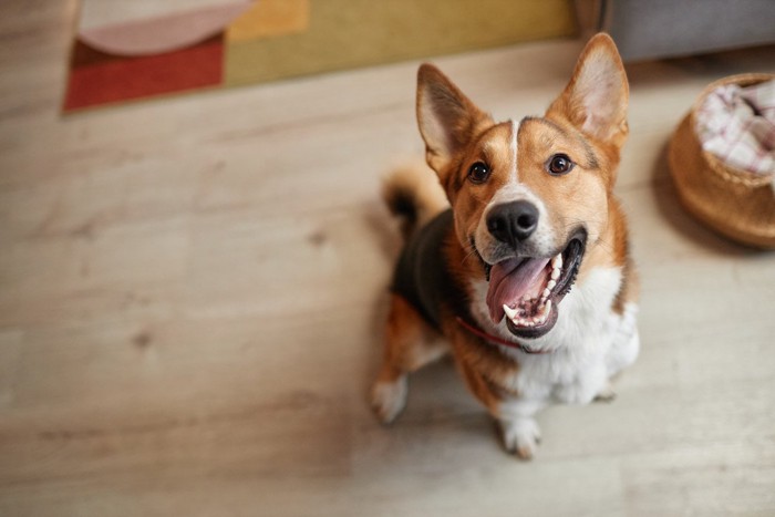 期待の表情で見上げる犬