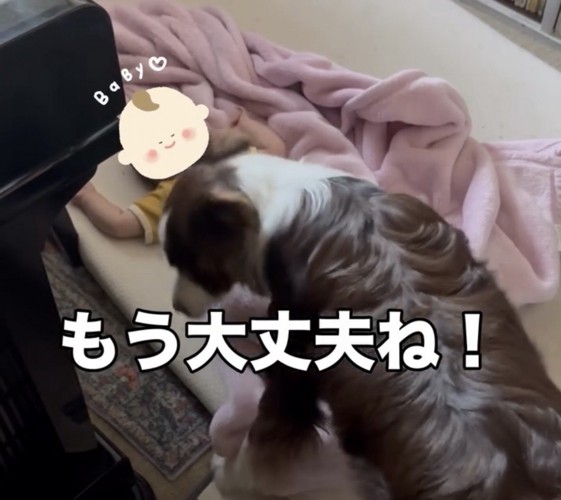赤ちゃんから離れる犬