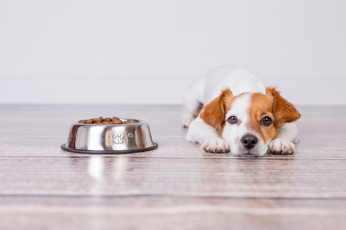 ご飯を前に伏せする犬