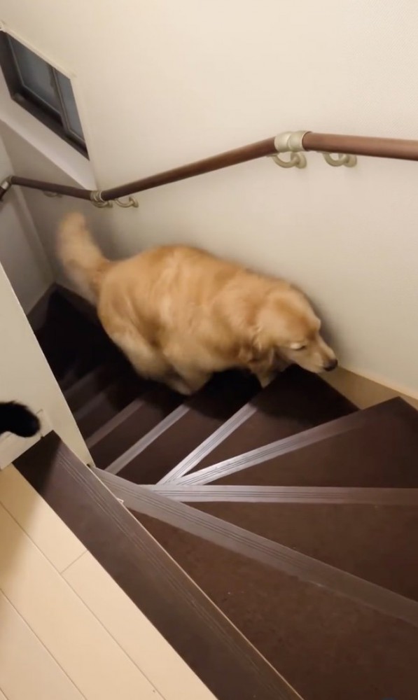 コメちゃんも2階へ