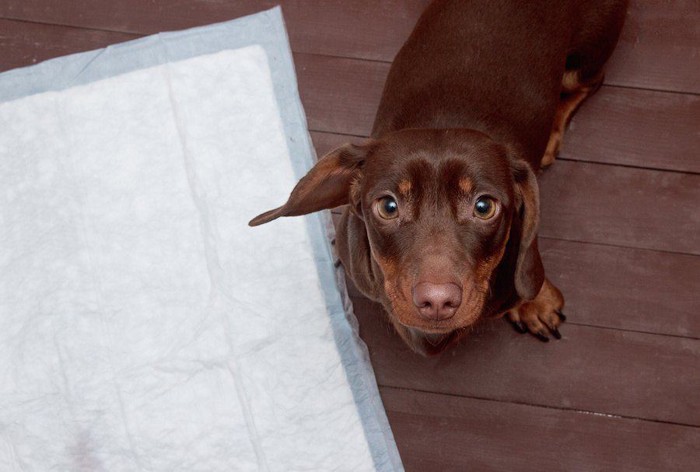 トイレシートとこちらを見上げる犬