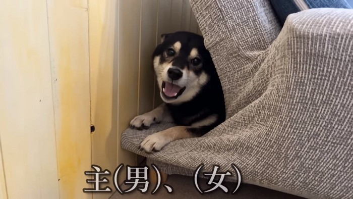 ソファーの陰で怒る犬