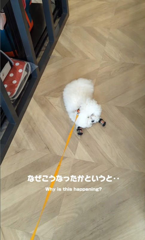 ズルズルと床を滑る犬！？