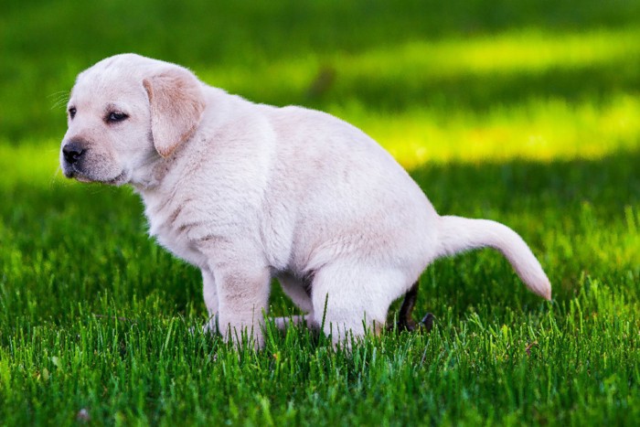 ウンチする子犬