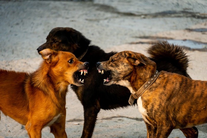 威嚇しあう二匹の犬