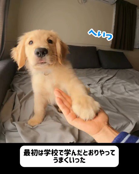 飼い主に『お手』をする子犬
