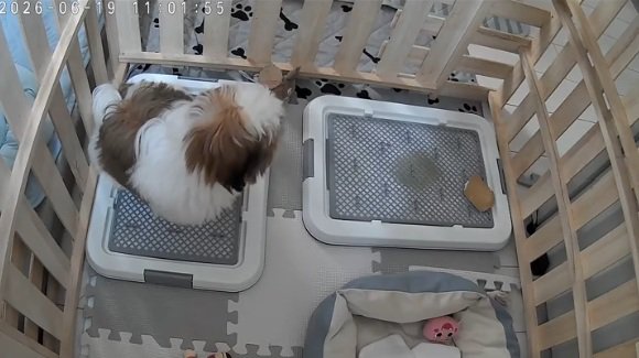 トイレするこた君