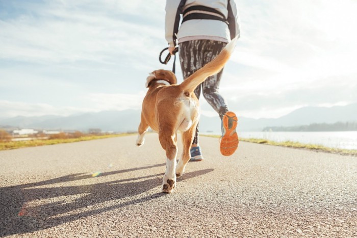 お散歩する飼い主さんと犬の後ろ姿