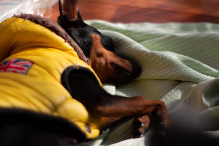 横になって眠る犬