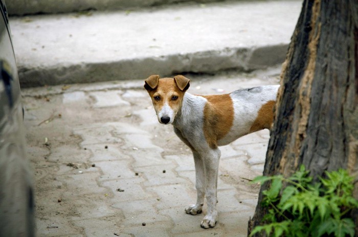 木陰から覗く犬