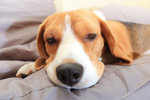 あかちゃん犬