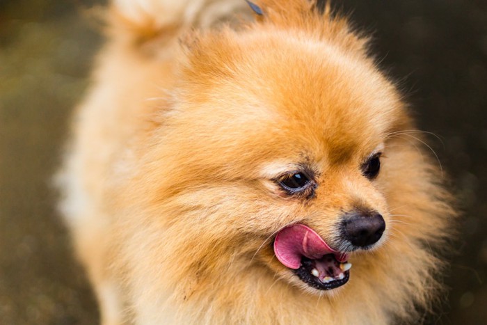 舌なめずりする小型犬