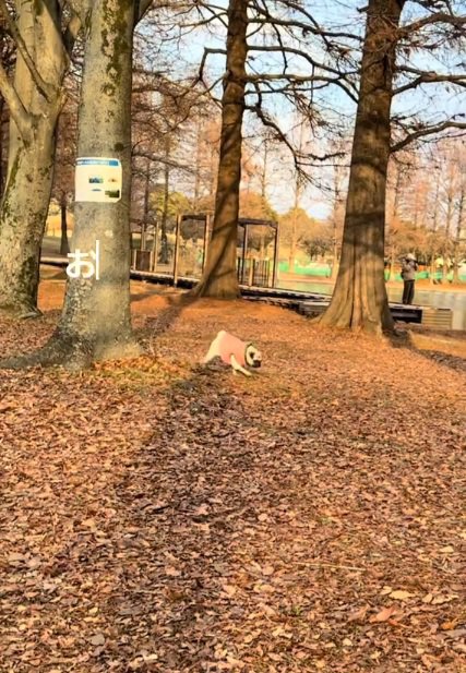 歩き始めた鱈ちゃん