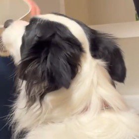 男性が持っているものを見つめる犬