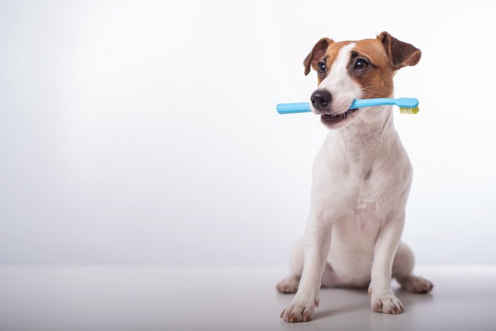 歯ブラシを加える犬