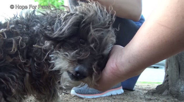 人の手に頭を乗せる犬