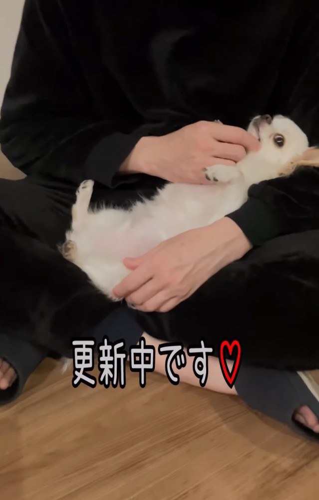 腕の中で横になる犬