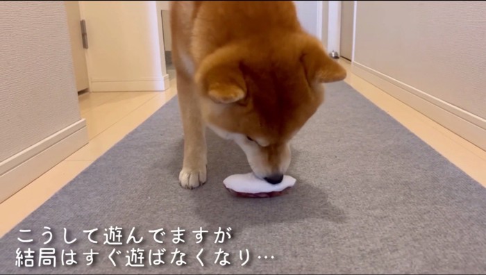 オモチャの匂いをかぐ柴犬