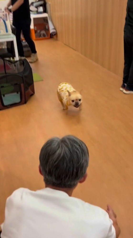 男性のところへ走り出す犬