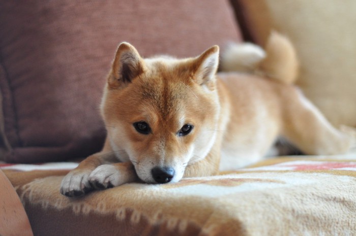 ソファーで寛ぐ柴犬