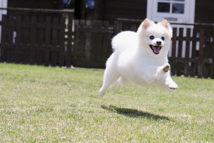 ドッグランで遊ぶポメラニアン