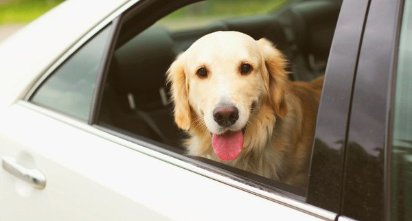 タクシーに犬を同乗させるための手続き