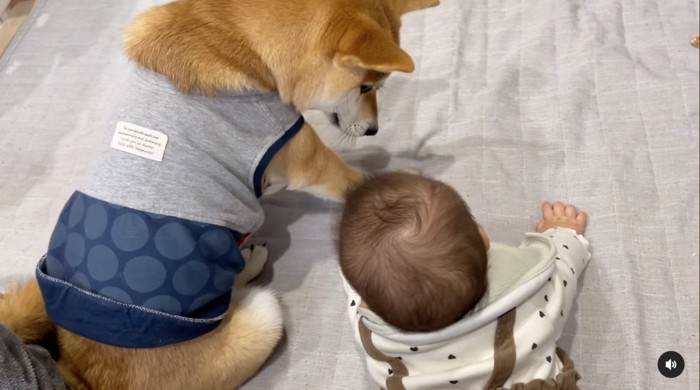 赤ちゃんの手に気づく柴犬