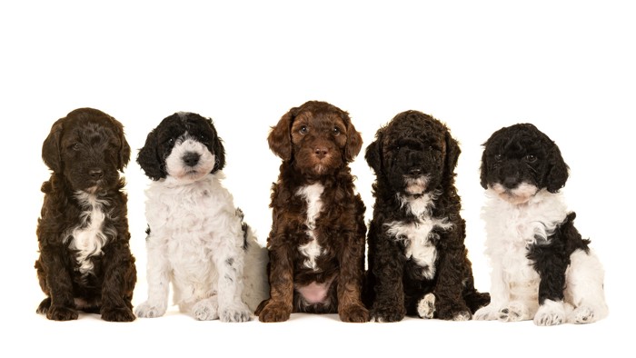 並んで座っている5頭のラブラドゥードルの子犬