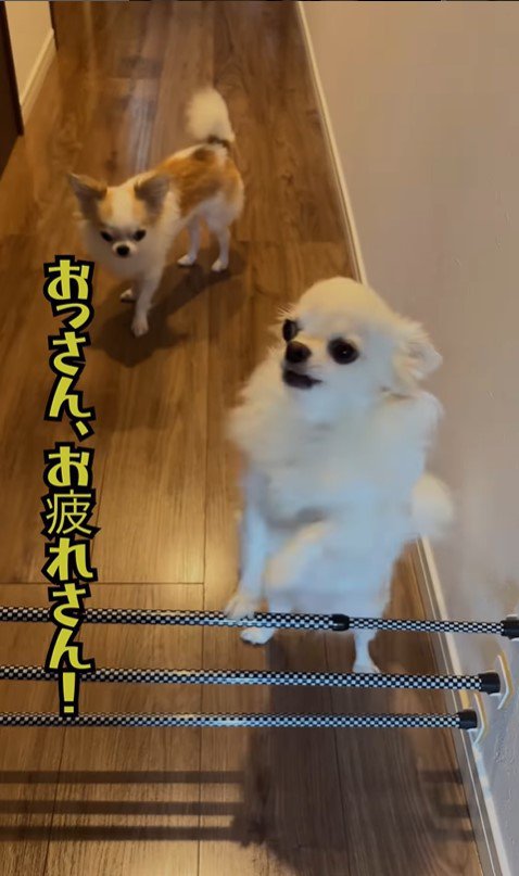 昭和のおじさんがワンコを飼ったら5