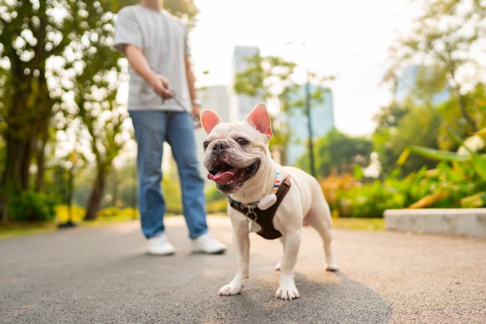 散歩中の暑そうな犬