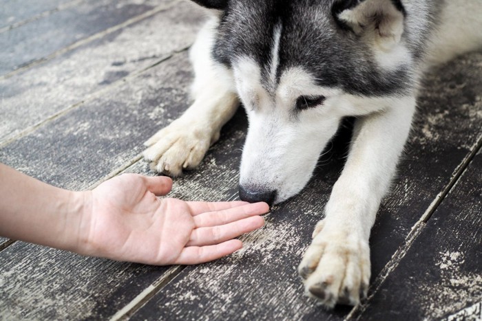 手の匂いを嗅ぐ犬