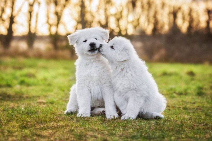 口づける二頭の白い子犬