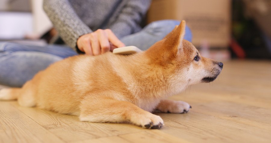 スリッカーブラシをかけてもらう犬