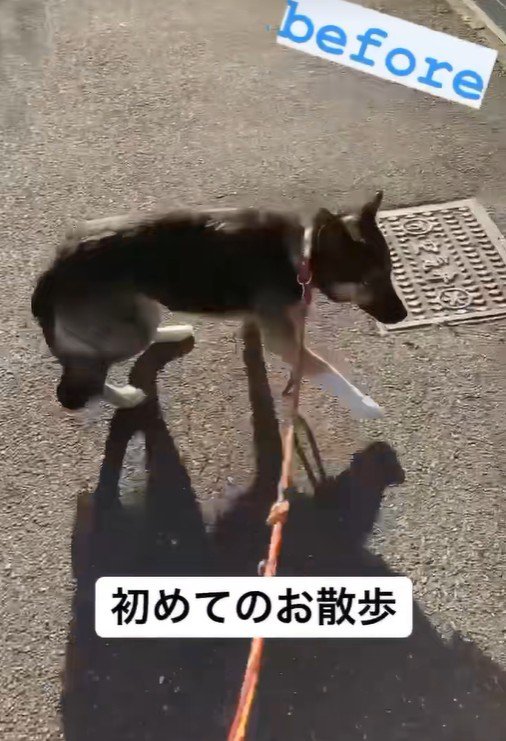 しっぽを下げて、警戒しながらお散歩