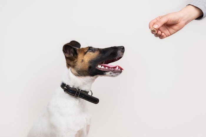 おやつを見つめる犬