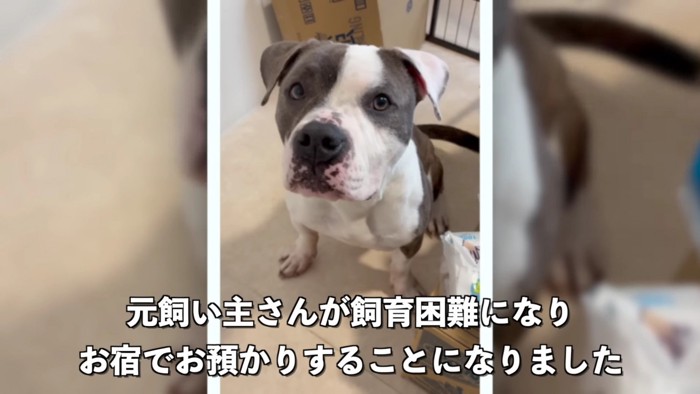 アメリカンブリーのレンちゃん