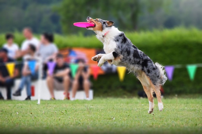 フリスビーをキャッチする犬