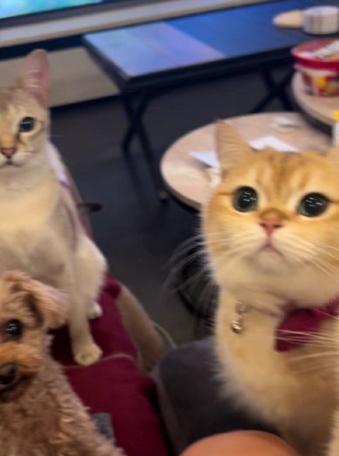 おやつを食べていたら