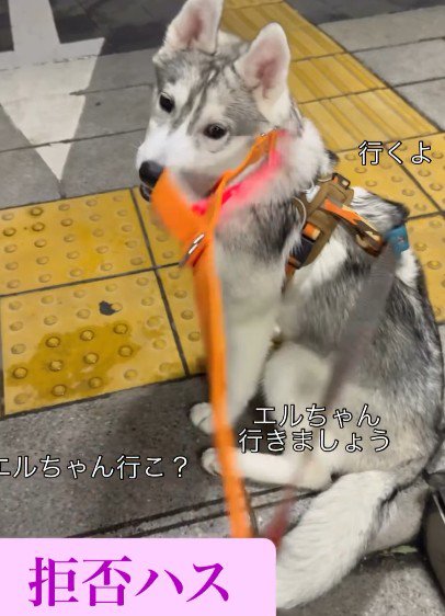 「行きたくない!」