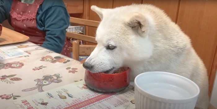 テーブルの上のお皿からご飯を食べる白柴